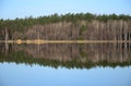 Forest and its reflection in river in spring day