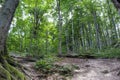 Forest - Jankovac, Papuk, Croatia Royalty Free Stock Photo