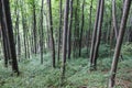 Forest - Jankovac, Papuk, Croatia Royalty Free Stock Photo