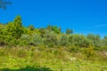 Forest in Jijel, Algeria Royalty Free Stock Photo