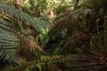 Forest at Junee Cave at Maydena in Tasmania,Australia Royalty Free Stock Photo