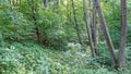 Forest. Jungle background. Tropical rain forest with green trees, bushes and foliage. Outdoor hike road Royalty Free Stock Photo