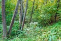 Forest. Jungle background. Tropical rain forest with green trees, bushes and foliage. Outdoor hike road Royalty Free Stock Photo