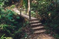 Forest. Jungle background. Tropical rain forest with green trees, bushes and foliage. Outdoor hike road in Thailand. Royalty Free Stock Photo