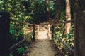 Forest. Jungle background. Tropical rain forest with green trees, bushes and foliage. Outdoor hike road in Thailand. Royalty Free Stock Photo