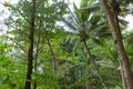 Forest. Jungle background. Tropical rain forest with green trees, bushes and foliage. Outdoor hike road in Thailand Royalty Free Stock Photo