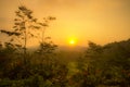 Forest jungle tropis sunset sunrise tree Royalty Free Stock Photo