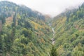 Forest in Kackar Mountain, Rize, Turkiye Royalty Free Stock Photo