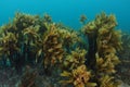 Forest of kelp Ecklonia radiata