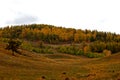 Forest in Khakassian stepp