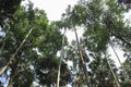 The forest Kham Chanot WormÃ¢â¬â¢s eye view