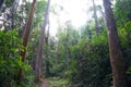 The forest in Khao Luang Naional Park of thailand. Royalty Free Stock Photo