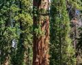 The forest in Kings Canyon & Sequoia National Park Royalty Free Stock Photo