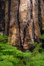 The forest in Kings Canyon & Sequoia National Park Royalty Free Stock Photo