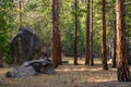 The forest in Kings Canyon & Sequoia National Park Royalty Free Stock Photo