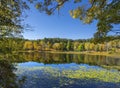 Forest by the lake in autumn colors. Royalty Free Stock Photo