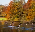 Forest lake in the autumn. Migratory birds.