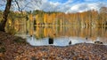 Forest lake in autumn. Reflection of yellow trees in the water. Fallen leaves on the shore. Royalty Free Stock Photo