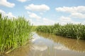 Forest lake on a bright day under a long blue sky. Green reeds are floating on the water. Royalty Free Stock Photo