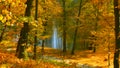 Forest lake in the early autumn in the Central part of poland