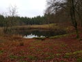 Forest lake in fall