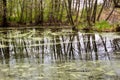 Forest lake with green algae on water surface Royalty Free Stock Photo