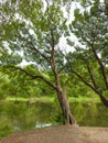 Forest lake green tree in spring nature. Summer travel landscape Royalty Free Stock Photo