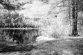 forest lake in hot summer day. infrared image Royalty Free Stock Photo