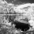 forest lake in hot summer day. infrared image Royalty Free Stock Photo