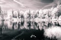 forest by the lake. infrared colored image - vintage pastel co Royalty Free Stock Photo