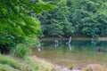 Forest lake landscape with green trees and swamp wetlands Royalty Free Stock Photo