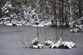 The forest lake in the late autumn. Royalty Free Stock Photo