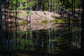 Forest and lake mirror reflected landscape of wild forest.