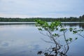 Forest lake in nasty cloudy summer day Royalty Free Stock Photo