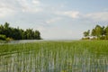 Forest lake overgrown with green grass along the shore, sunny summer day, blue sky with white clouds Royalty Free Stock Photo