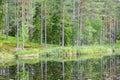 Forest lake with pine trees Royalty Free Stock Photo