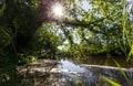 Forest lake pond is overgrown with lush green grass and trees in sunlight. Royalty Free Stock Photo