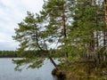 Forest lake with small bog pines, tree reflections in water Royalty Free Stock Photo