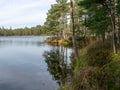 Forest lake with small bog pines, tree reflections in water Royalty Free Stock Photo