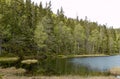 Forest Lake in Summer Royalty Free Stock Photo