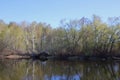 Forest lake on a summer day. Calm calm weather. Royalty Free Stock Photo