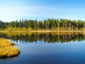 Forest Lake at sunrise morning. Grass and trees reflected in quiet water. Blue sky. Early autumn Royalty Free Stock Photo