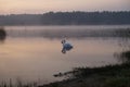 Forest lake on sunrise. Summer. Swan. Fog