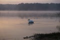 Forest lake on sunrise. Summer. Sunrise. Swan