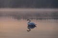 Forest lake on sunrise. Summer. Swan Royalty Free Stock Photo