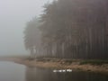 Forest lake with swimming geese and forest on the shore. Autumn foggy morning Royalty Free Stock Photo