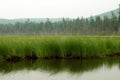 Forest on the lake. trees reflected in the water.Misty morning on the lake. early summer morning. drizzling rain. Royalty Free Stock Photo