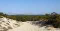 Forest in landes country France