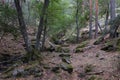 Forest landscape in autumn with green and ocher colors, Bosque de la HerrerÃÂ­a, El Escorial, Madrid, Spain