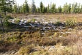 Forest landscape in autumn in the Russian taiga Royalty Free Stock Photo